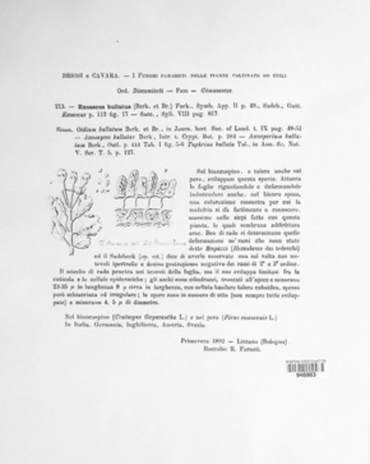 Taphrina bullata image